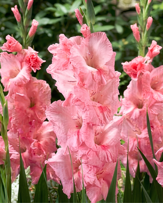 GLADIOLO PINK PERFECT