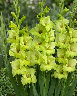 GLADIOLO PRIMA VERDE