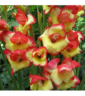 Gladiolo Primulinus Las Vegas