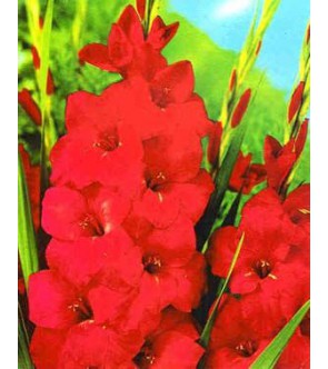 Gladiolo Red Beauty