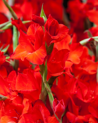 GLADIOLO RED BEAUTY