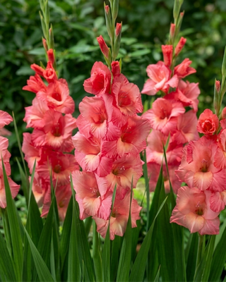 GLADIOLO SPIC AND SPAN