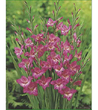 Gladiolo Tubergenii Charm