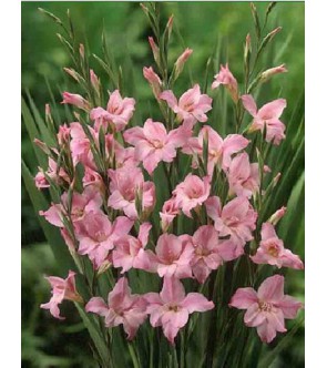 Gladiolo Tubergenii Charming Beauty