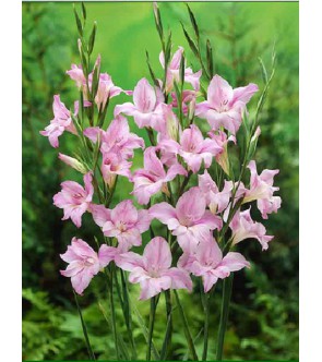 GLADIOLO TUBERGENII CHARMING LADY