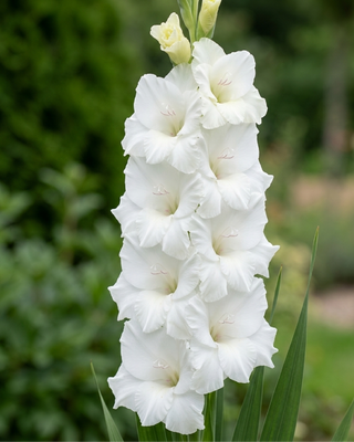 GLADIOLO WHITE PROSPERITY