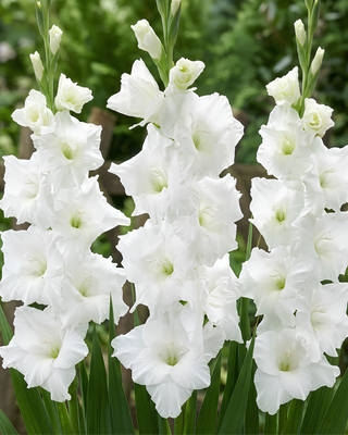 GLADIOLO WHITE