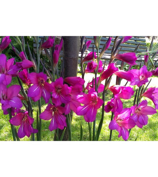 GLADIOLUS COMMUNIS SSP BYZANTINUS