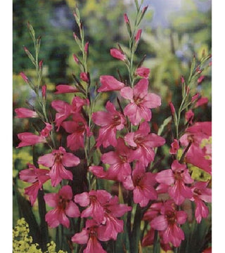 GLADIOLUS COMMUNIS SSP BYZANTINUS