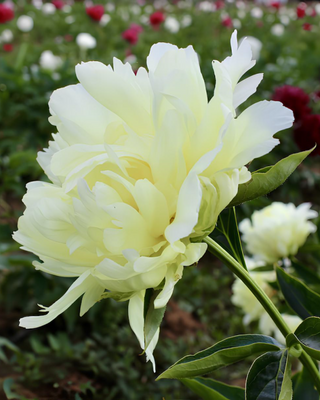PEONIA GOLDMINE