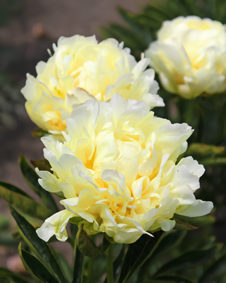 PEONIA GOLDMINE