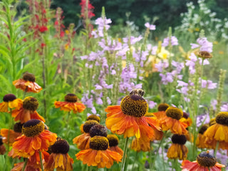 Helenium 'Sahin's Early Flowerer'