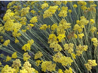 Helichrysum italicum-Elicriso-Pianta del Curry