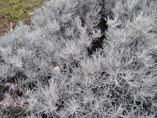 Helichrysum italicum-Elicriso-Pianta del Curry