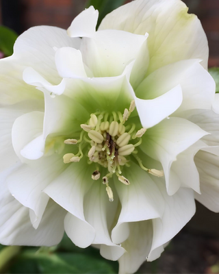 HELLEBORO DOPPIO ELLEN BIANCO