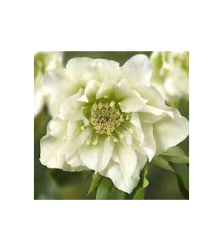 Helleboro doppio Bianco