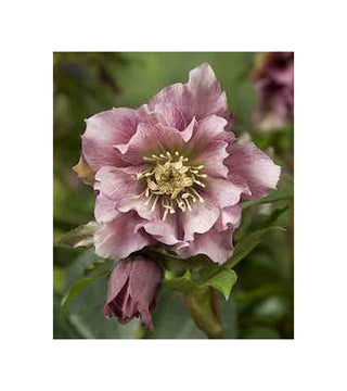 Helleboro doppio Ellen Rosa