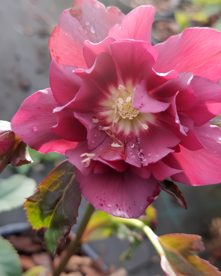 HELLEBORO DOPPIO ELLEN ROSSO