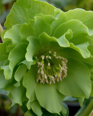 HELLEBORO DOPPIO VERDE