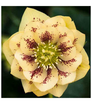 Helleboro doppio Yellow Spotted