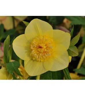 Helleboro Orientale semplice Giallo