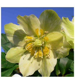 Helleboro doppio giallo