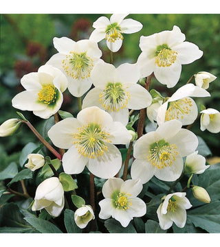 Helleboro Niger