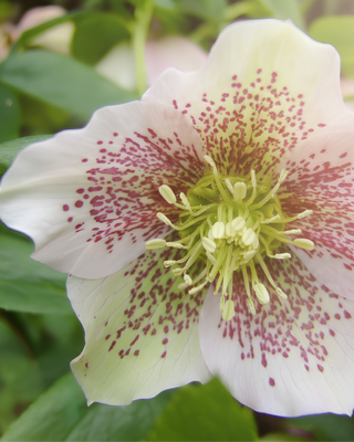 HELLEBORO ORIENTALE BIANCO STRIATO