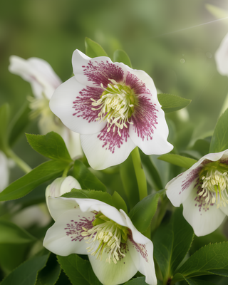 HELLEBORO ORIENTALE BOLLENE