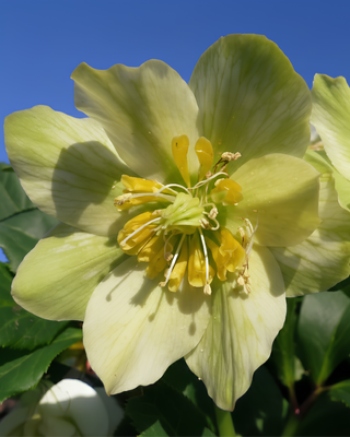 HELLEBORO ORIENTALE DOPPIO GIALLO