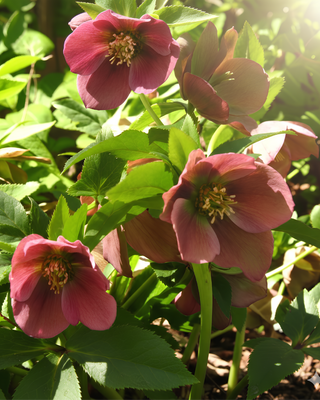 HELLEBORO ORIENTALE RED LADY