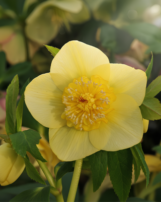 HELLEBORO ORIENTALE SEMPLICE GIALLO