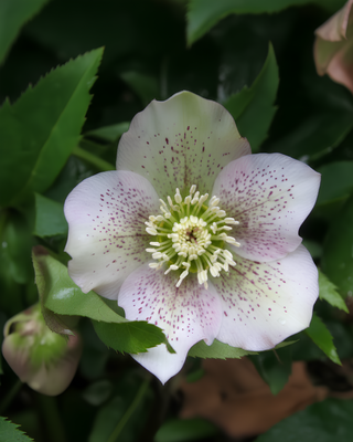 HELLEBORO ORIENTALIS