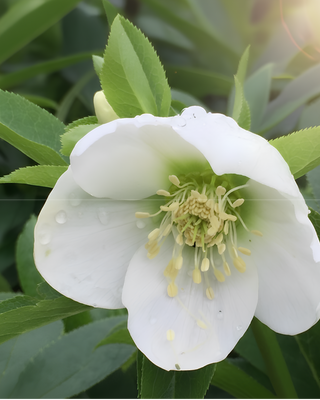 HELLEBORO ORIENTALIS BIANCO