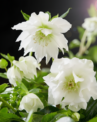 HELLEBORO ORIENTALIS DOPPIO BIANCO