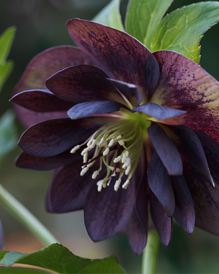 HELLEBORO ORIENTALIS DOPPIO BLU