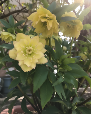 HELLEBORO ORIENTALIS DOPPIO GIALLO