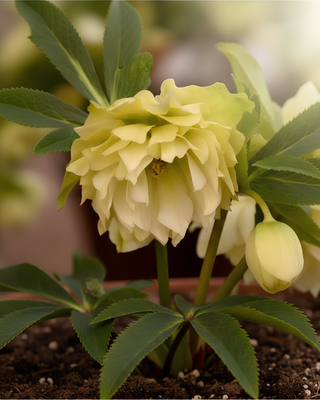 HELLEBORO ORIENTALIS DOPPIO GIALLO