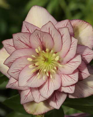 HELLEBORO ORIENTALIS DOPPIO PICOTEE