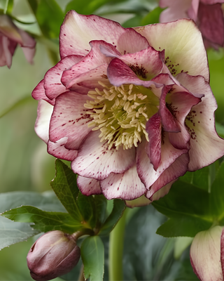 HELLEBORO ORIENTALIS DOPPIO PICOTEE