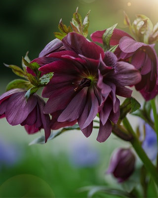 HELLEBORO ORIENTALIS DOPPIO ROSSO SCURO