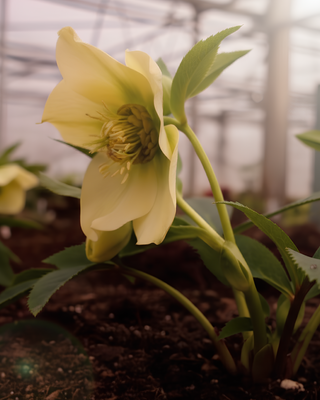 HELLEBORO ORIENTALIS GIALLO