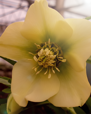 HELLEBORO ORIENTALIS GIALLO