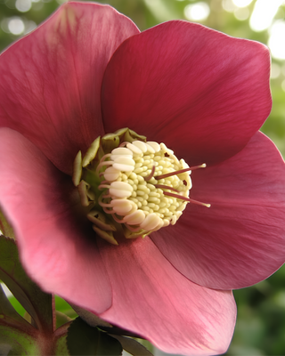 HELLEBORO ORIENTALIS ROSSO SCURO