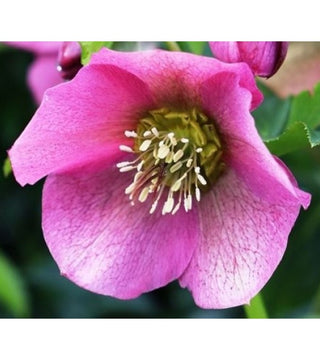 Helleboro semplice Rosa