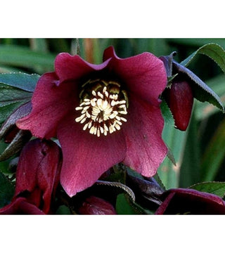 Helleboro Pretty Ellen Rosso