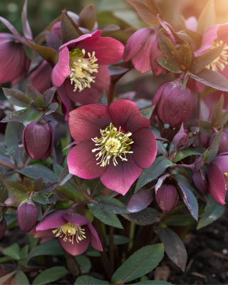 HELLEBORO RED HYBRIDS