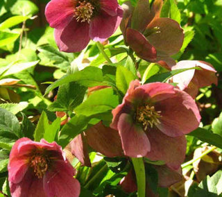 Helleboro Red Lady