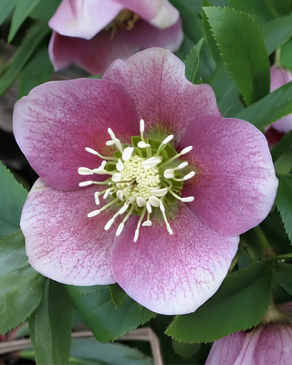 HELLEBORO ORIENTALE ROSA