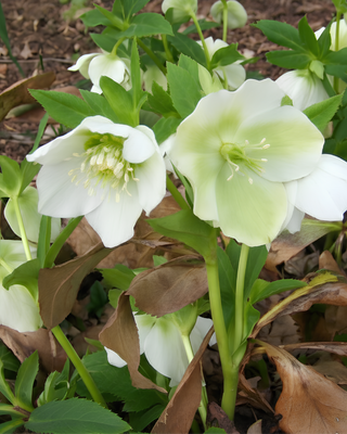 HELLEBORO WHITE LADY